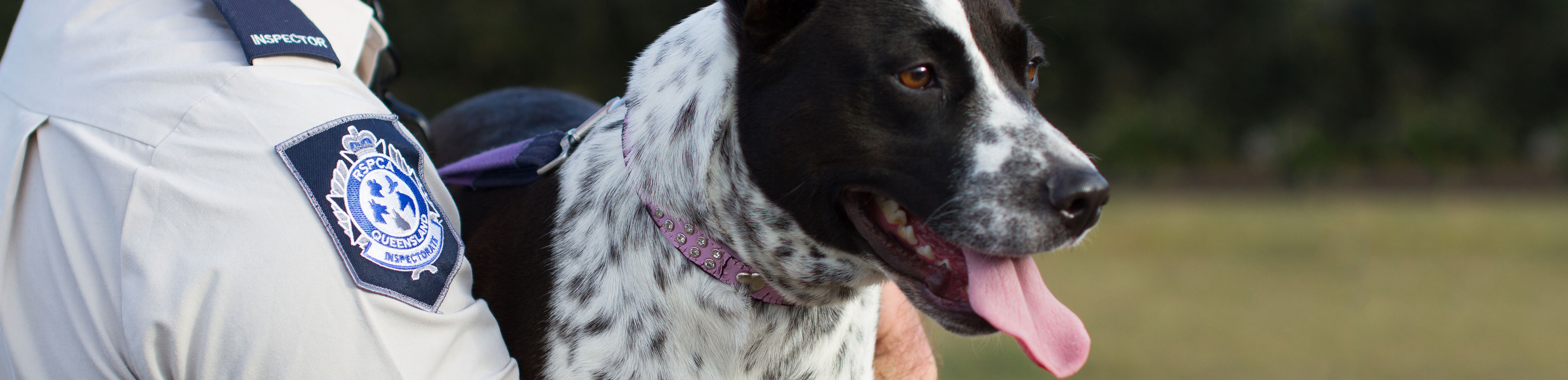 rspca inspector with dog queensland